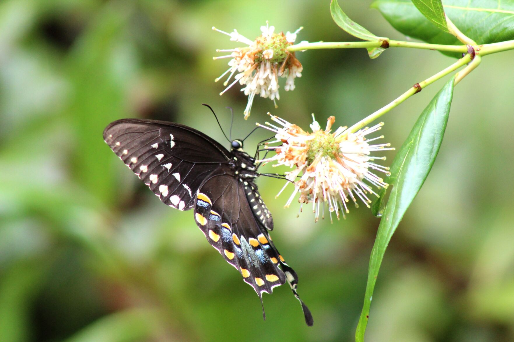 Eastern Black Swallowtail caterpillar 2